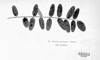 Puccinia amorphae image